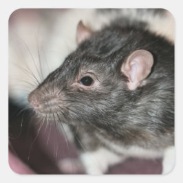 Rat Vierkante Sticker