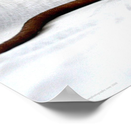 Rat wapcna poster (Hoek)