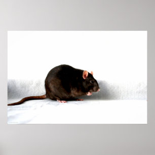 Rat wapcna poster