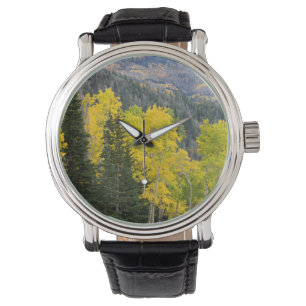 Ratelpopulieren (Populus Tremuloides) En Coniferen Horloge