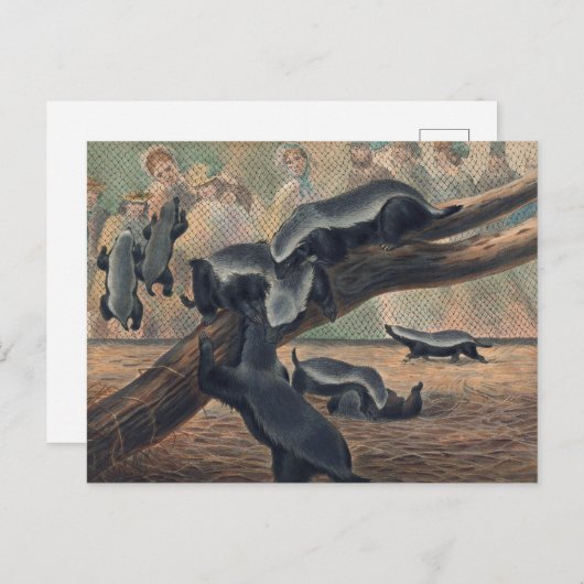 Ratels van Joseph Wolf Briefkaart (Voorkant / Achterkant)