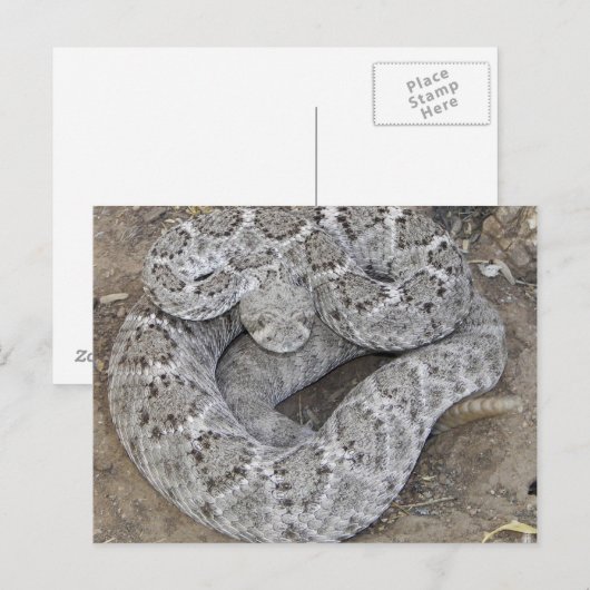 Ratelslang Briefkaart (Voorkant / Achterkant)