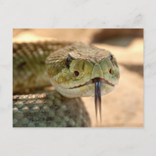 Ratelslang Close-up Foto Briefkaart