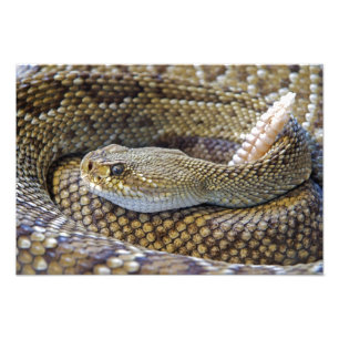 Ratelslang foto afdruk
