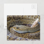 Ratelslang foto briefkaart (Voorkant / Achterkant)
