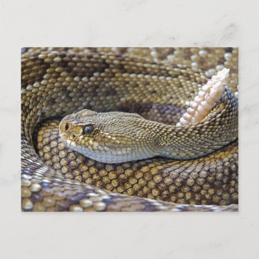 Ratelslang foto briefkaart (Voorkant)
