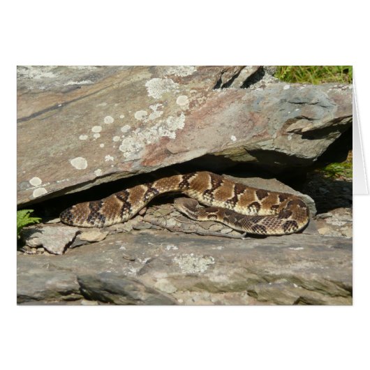 Ratelslang in Shenandoah National Park (Voorkant Horizontaal)