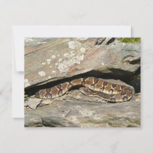 Ratelslang in Shenandoah National Park