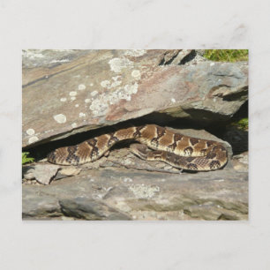 Ratelslang in Shenandoah National Park Briefkaart