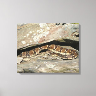 Ratelslang in Shenandoah National Park Canvas Afdruk