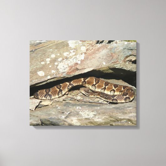 Ratelslang in Shenandoah National Park Canvas Afdruk (Voorkant)