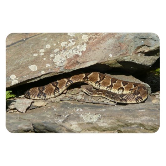 Ratelslang in Shenandoah National Park Magneet (Horizontaal)