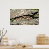 Ratelslang in Shenandoah National Park Poster (Keuken)