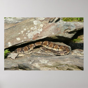 Ratelslang in Shenandoah National Park Poster