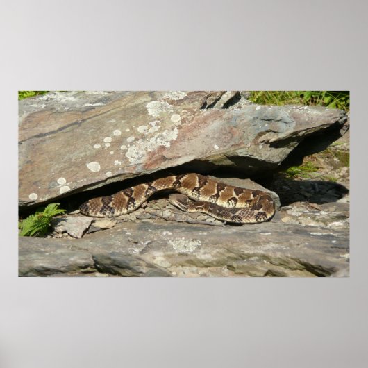 Ratelslang in Shenandoah National Park Poster (Voorkant)