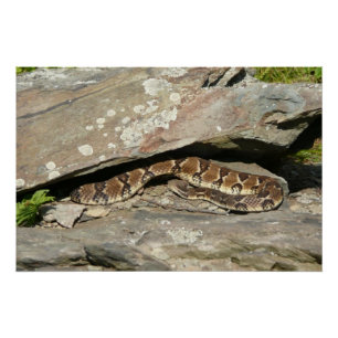 Ratelslang in Shenandoah National Park Poster