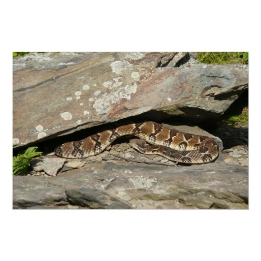 Ratelslang in Shenandoah National Park Poster (Voorkant)