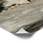 Ratelslang in Shenandoah National Park Poster (Hoek)