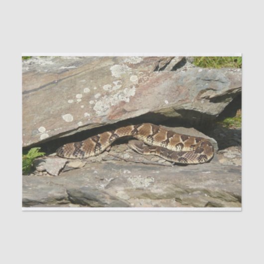 Ratelslang in Shenandoah National Park Tissuepapier (Voorkant)