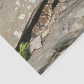 Ratelslang in Shenandoah National Park Tissuepapier (Detail)