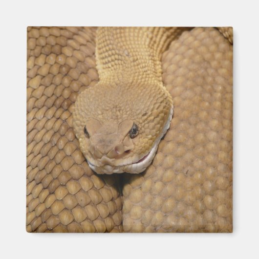 Ratelslang Kop Magneet (Voorkant)