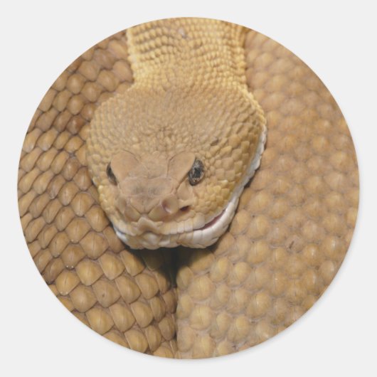 Ratelslang Kop Ronde Sticker (Voorkant)