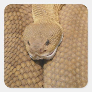 Ratelslang Kop Vierkante Sticker