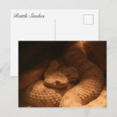 ratelslangen briefkaart (Voorkant / Achterkant)