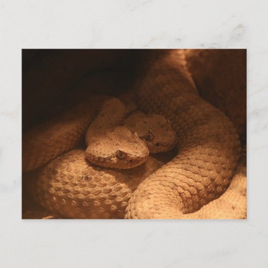 ratelslangen briefkaart (Voorkant)
