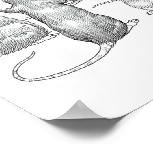 Ratenwereld Poster (Hoek)