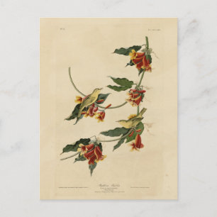 Rathbone (geel) Warbler Audubon Birds of America Briefkaart