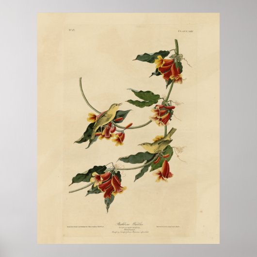 Rathbone (geel) Warbler Audubon Birds of America Poster (Voorkant)