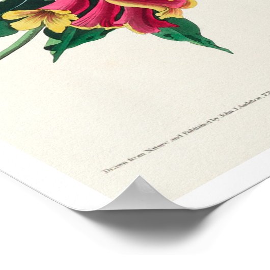 Rathbone Warbler, Poster van Audubon (Hoek)