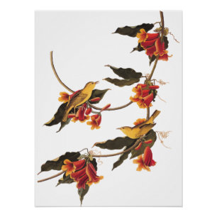 Rathbone's Warbler Song Bird op Crossvine Perfect Poster