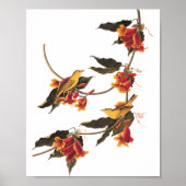 Rathbone's Warbler Song Bird op Crossvine Poster (Voorkant)