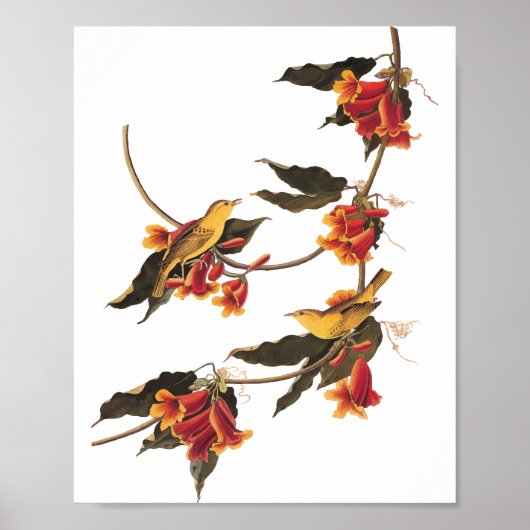 Rathbone's Warbler Song Bird op Crossvine Poster (Voorkant)