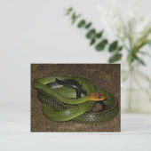 Ratsnake of groene rattenslang met zwarte rand briefkaart (Staand voorkant)