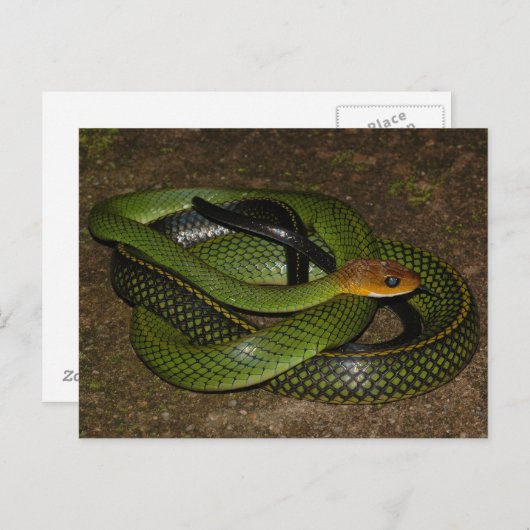 Ratsnake of groene rattenslang met zwarte rand briefkaart (Voorkant / Achterkant)