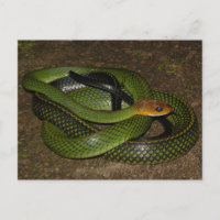 Ratsnake of groene rattenslang met zwarte rand