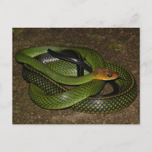 Ratsnake of groene rattenslang met zwarte rand briefkaart