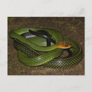 Ratsnake of groene rattenslang met zwarte rand briefkaart