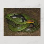 Ratsnake of groene rattenslang met zwarte rand briefkaart (Voorkant)
