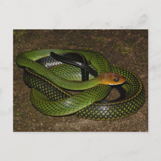 Ratsnake of groene rattenslang met zwarte rand briefkaart (Voorkant)