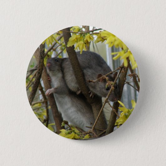 Ratte knuffelt knop ronde button 5,7 cm (Voorkant)