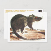Ratte No. 01 * Rat * Ratten-Postkarten* Rat-Art-Po Briefkaart (Voorkant / Achterkant)