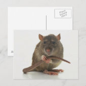 Ratten!! Briefkaart (Voorkant / Achterkant)