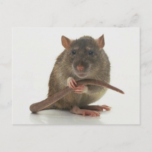 Ratten!! Briefkaart (Voorkant)