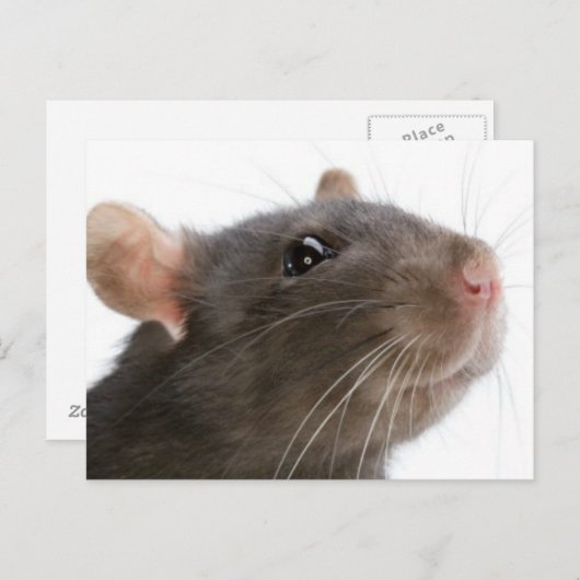 Ratten!! Briefkaart (Voorkant / Achterkant)