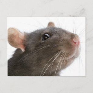 Ratten!! Briefkaart