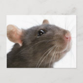 Ratten!! Briefkaart (Voorkant)